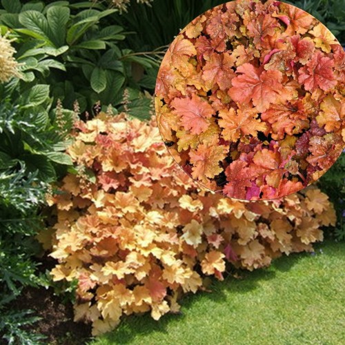 Heuchera 'Créme Brûlée' - Helmikpööris 'Créme Brûlée' P11/0,75L